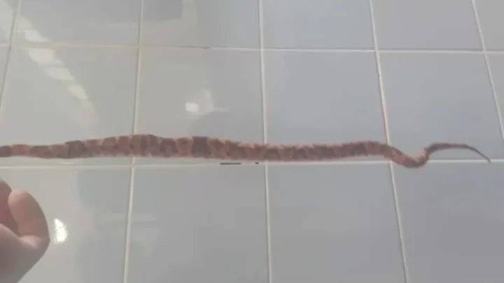 Homem morre após ser picado por cobra em Matina