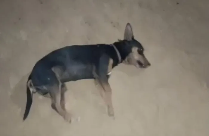 Moradores denunciam mortes de animais e suspeita de envenenamento na zona rural de Caetité